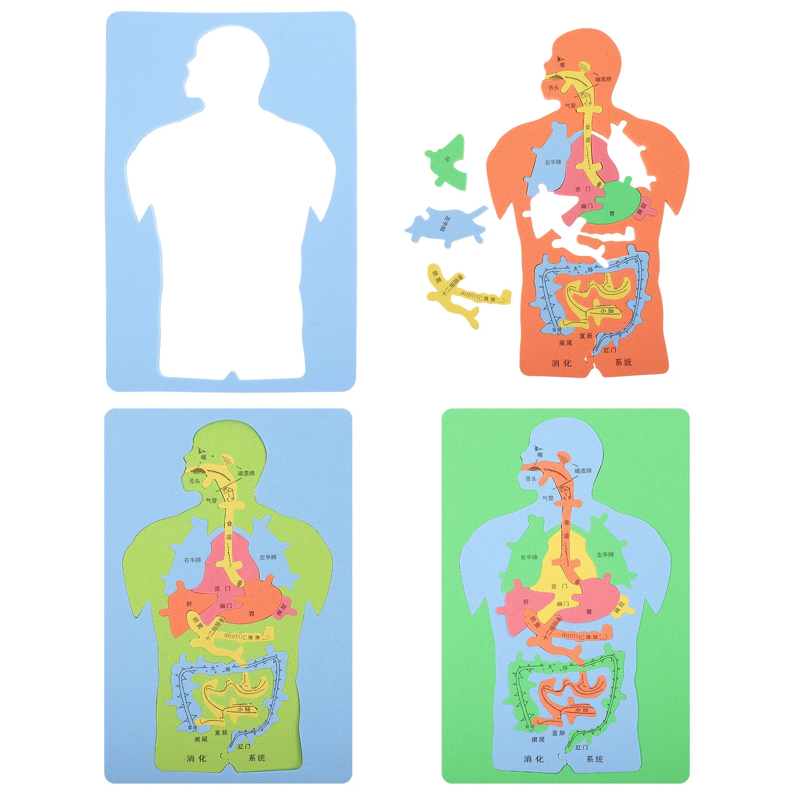 

3pcs Eva Human Organs Puzzle Diy Educational Body Organ Jigsaw Digestive System Intellectual For Assembly Gift Educational