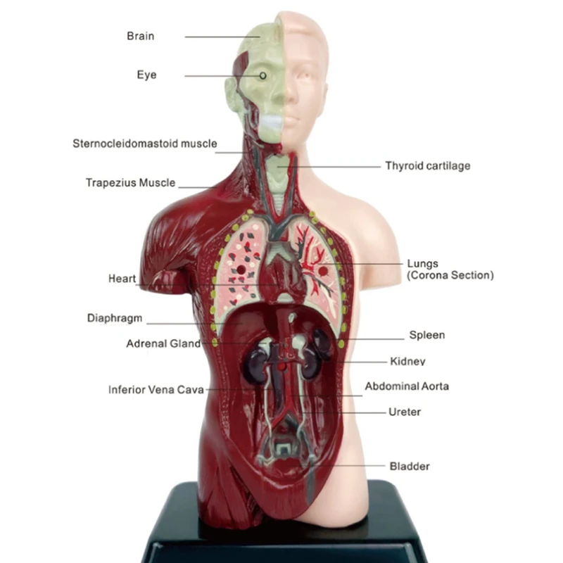 Human Body Model With 7 Removable Organ Models,Educational Organ Anatomy Model For Biological Science Learning