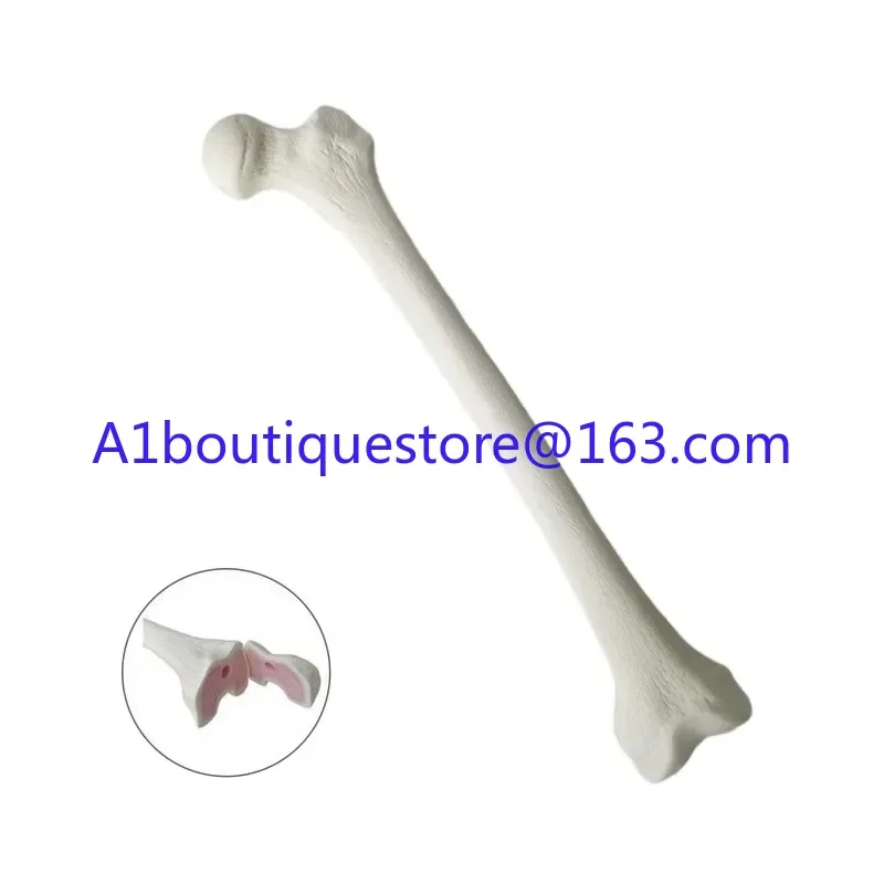 

Osteopathic Training Model 1:1 Living Size Workshop Preoperative Training KyrenMed sawbone Foam Left and Right Femur Model