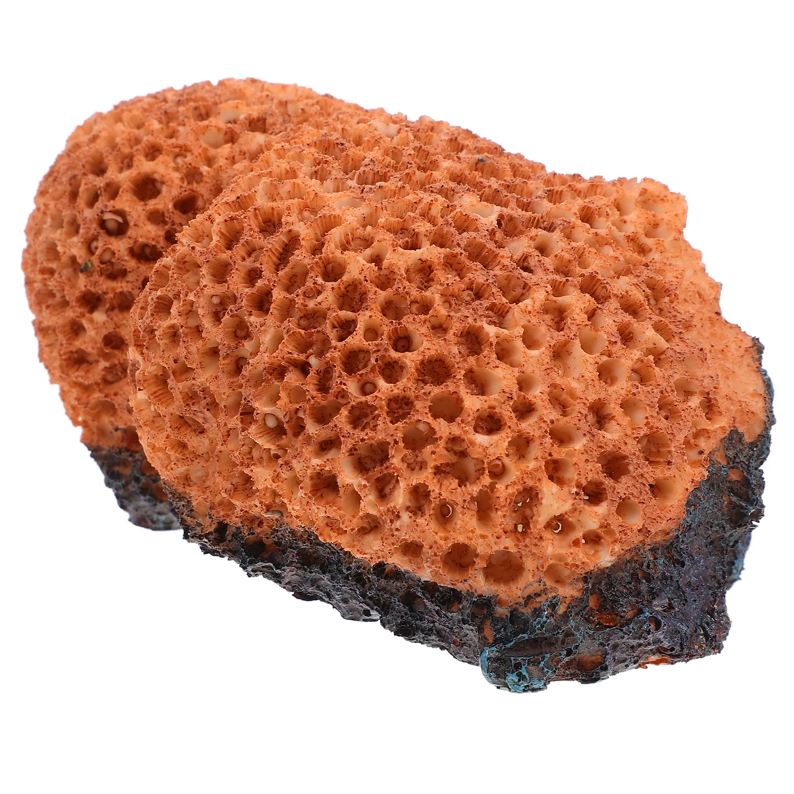 Lifelike Aquarium Coral Decorations Variety of Choices Durable and Longlasting Fish Tank Landscape Decor Fish Tank Decor Mini