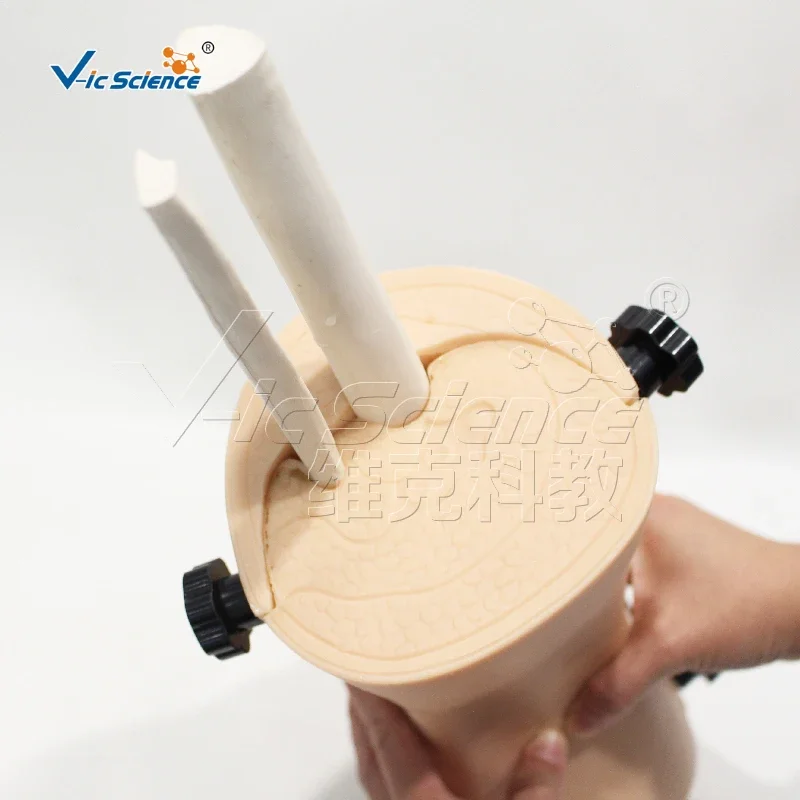 Knee Arthroscopy Model for Nurse and Medical School Training PVC Anatomical Joint Skeleton Model