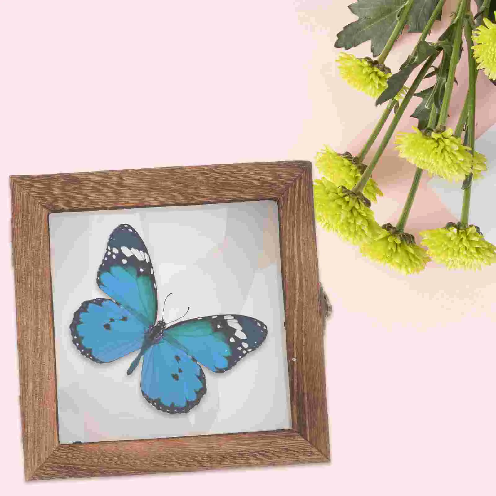 

Glass Insect Specimen Box Vintage Display Case Challenge Coin Holder Butterflies Rectangle