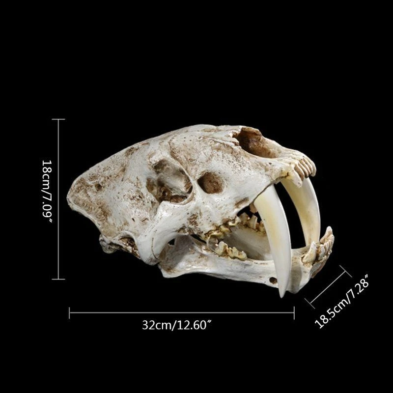 W89C 1: 1 Saber-Tother Resin Skull for Head Model Home Bar Decor
