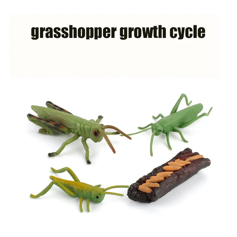 Animal Life Cycle Board Kinderspeelgoed Montessori Leermiddelen Plant Animal Growth Cycle Model Set voorschoolse cognitieve speelgoed