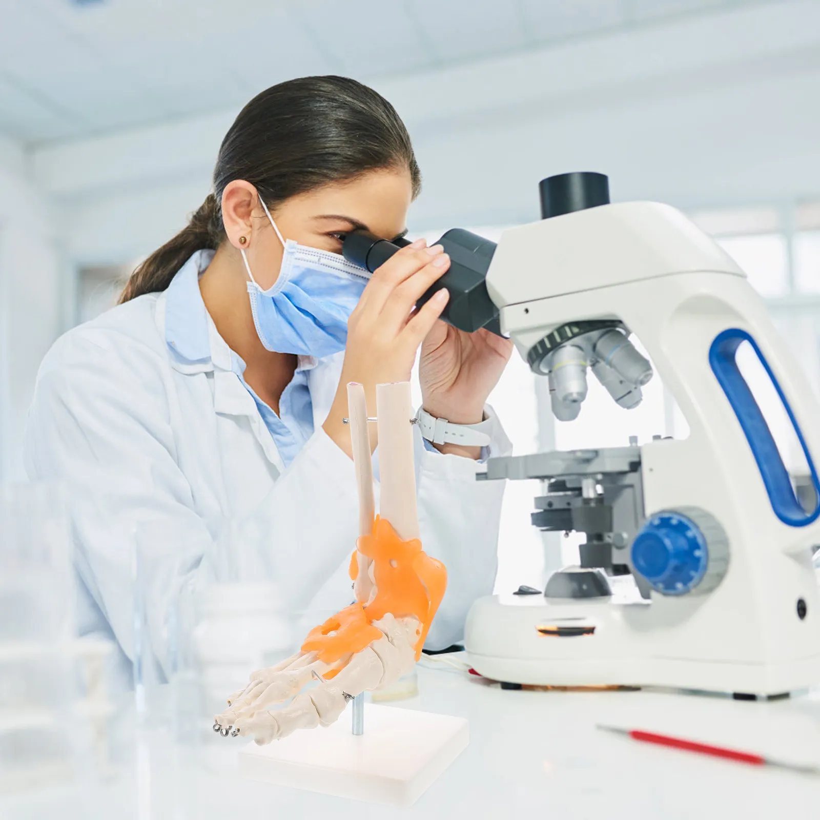 

1Pcs Human Foot Joint Anatomically Correct Size Teaching Display for Medical Science Educational Tool on