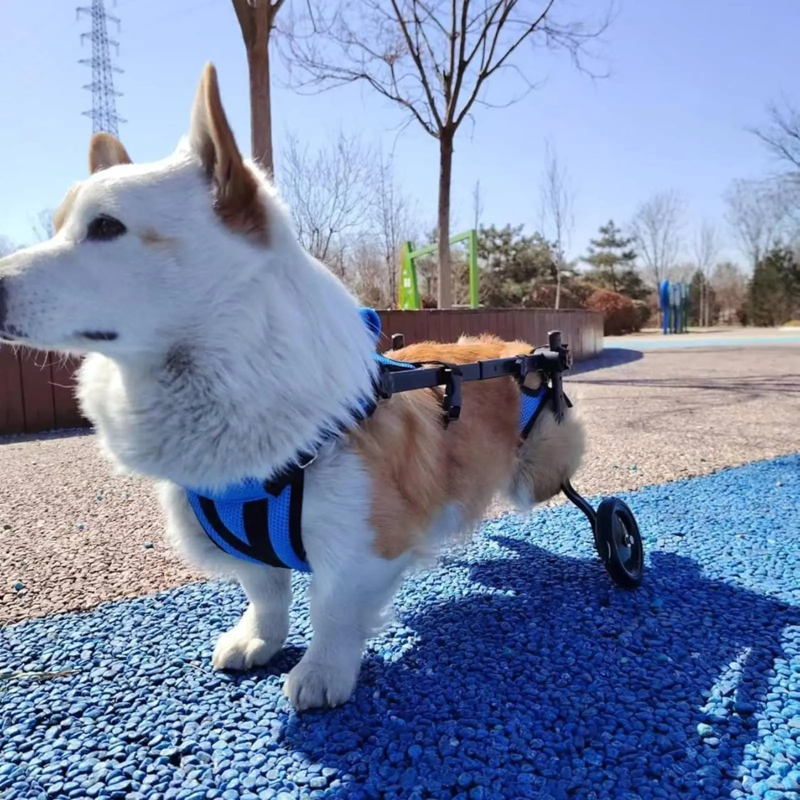 supporto-per-zampe-posteriori-per-cani-permette-agli-animali-disabili-di-sollievarsi-regolabile