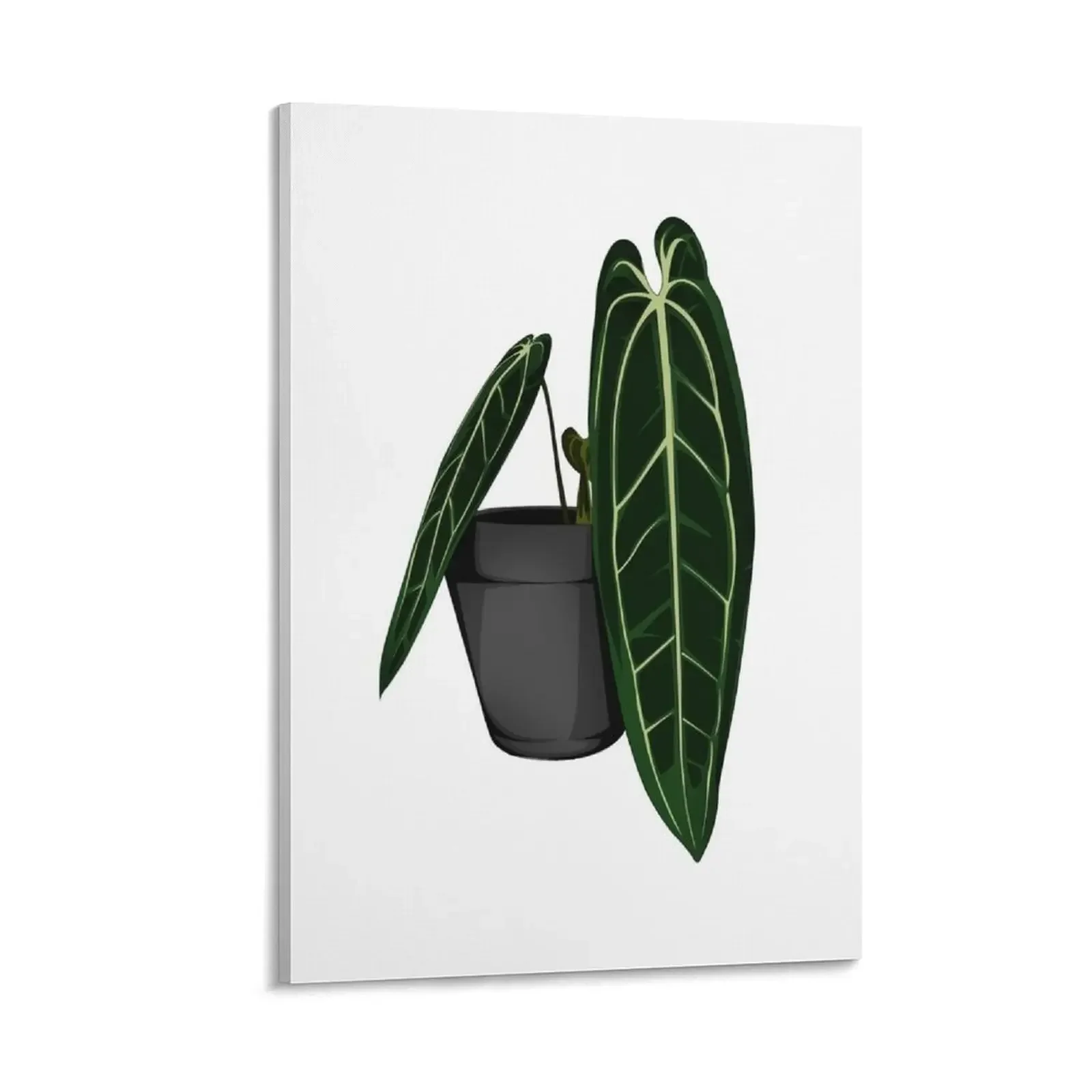 

Rare Queen Anthurium - Anthurium Warocqueanum - Dark form Canvas Painting anime room decor room decoration