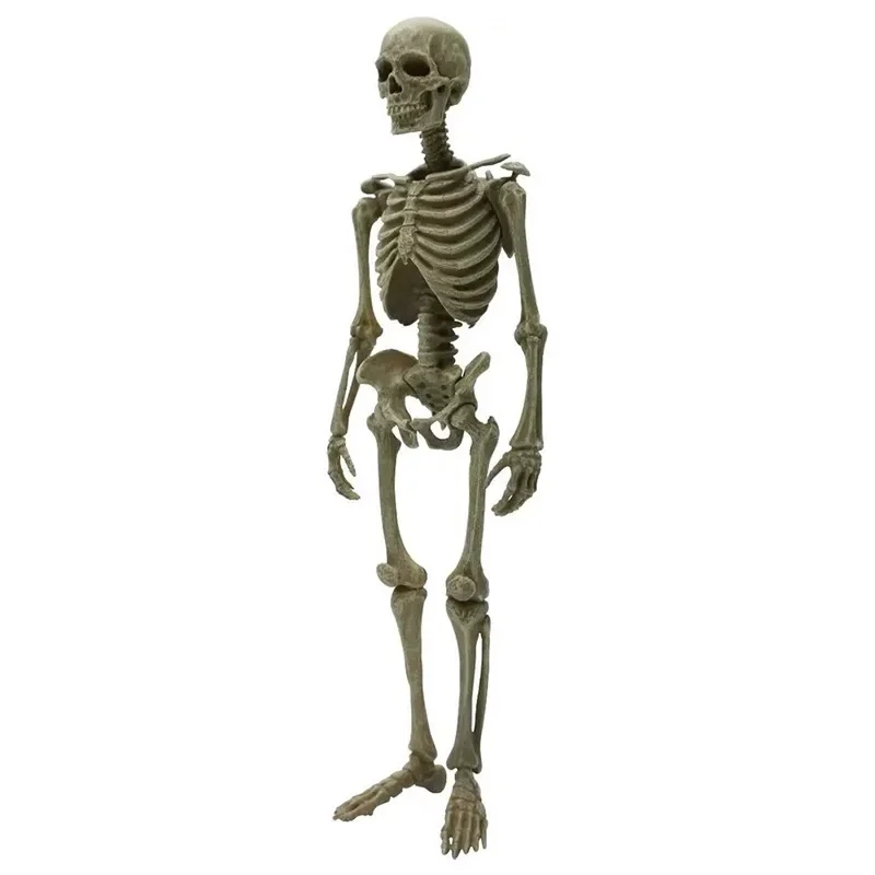 

Genuine Gacha Scale Model Museum Human Skeleton Skull Assembled Bones Tabletop Decoration Action Figure Toys