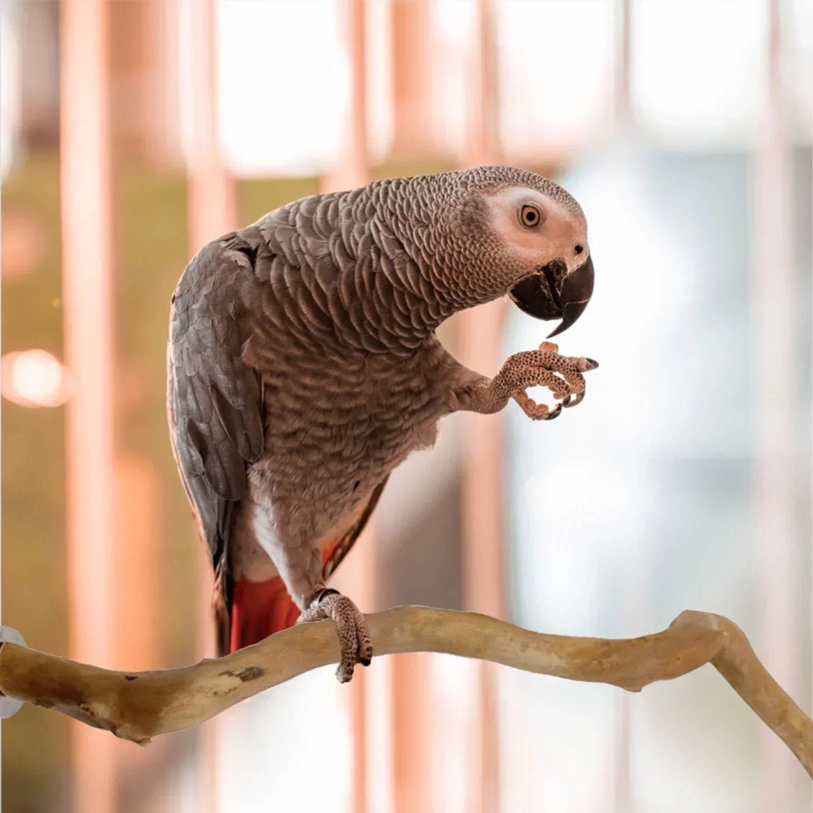 Natural Grape Wood Bird Perch Stand for Parrots