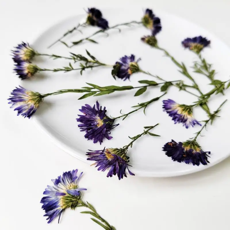 عينات نباتية جديدة، زهور حقيقية مع سيقان، مجموعة مواد الزهور المضغوطة، حافظة هاتف من راتنجات الإيبوكسي، إشارة مرجعية يدوية الصنع، مصباح مكتبي، ملصقات إطار الصورة