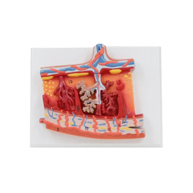 

Y1UB Anatomical Fetal Membrane Placenta Model for Doctor Patient Communication, Human Placenta Anatomy Model for Student