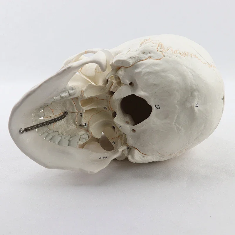 Tête d'Anatomie de Crâne Humain en 3 Parties, Modèle d'Enseignement Médical, Taille Réelle, avec PerfecCap, Mâchoire Mobile, Modules Pehonneur à la Main