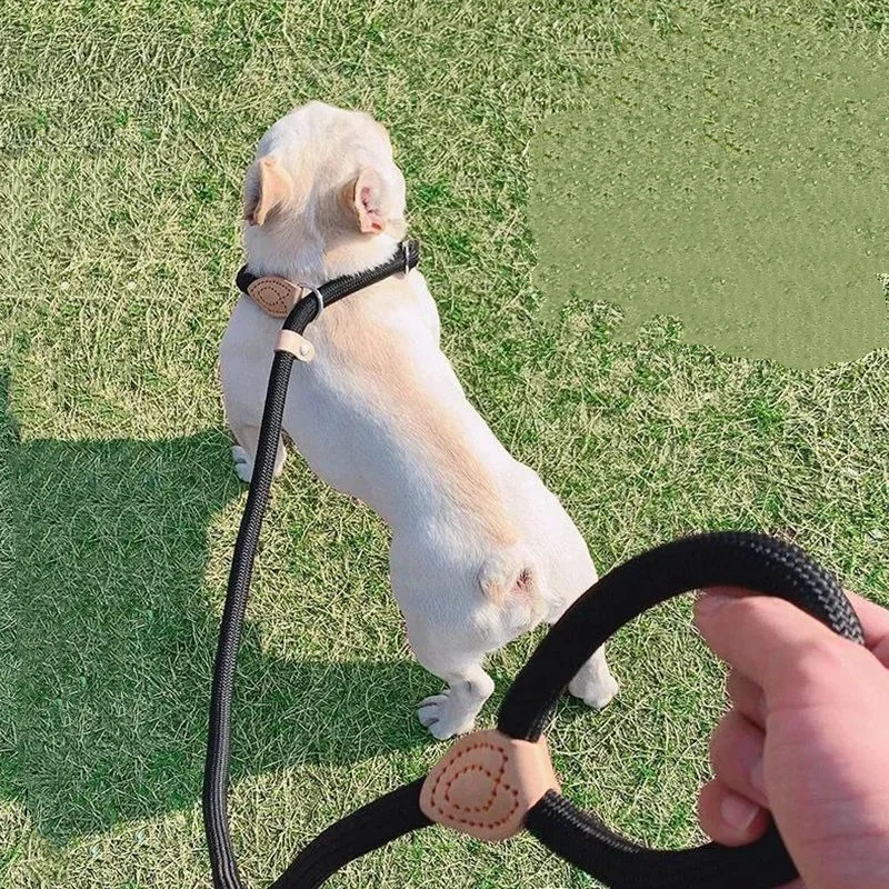 #37 Latest Dog Leads Offers