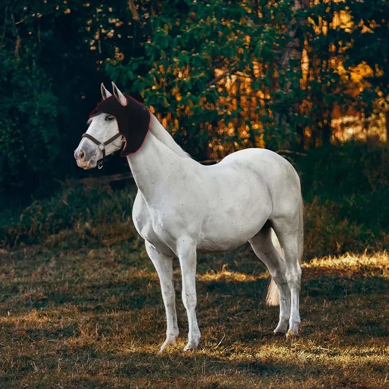 2025 Equine Red Lig…