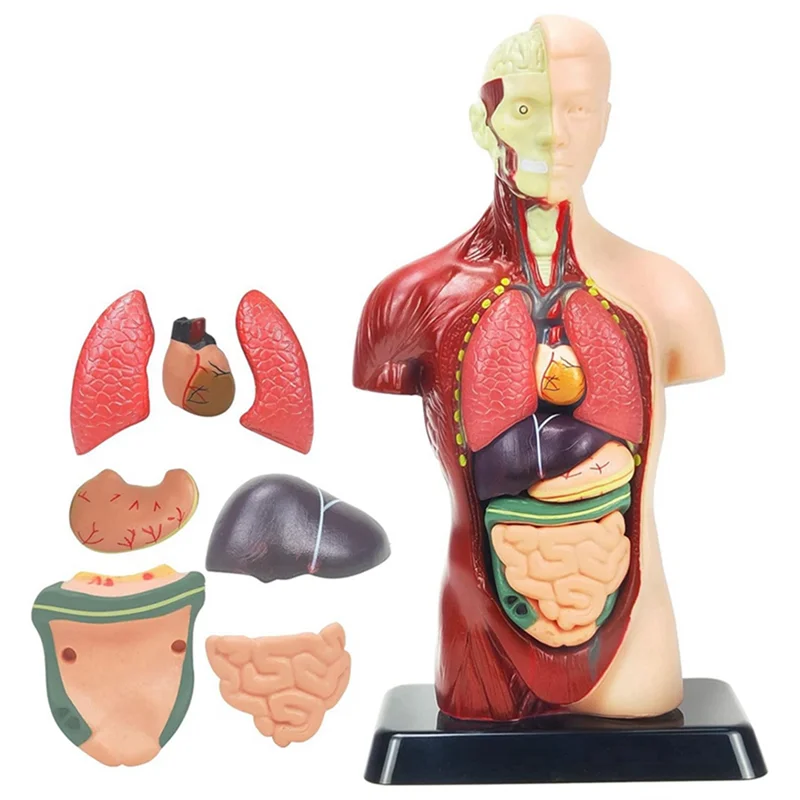 11 Inch Human Body Model for Kids,Human Torso Anatomy Model Toys,8 Pcs Removable Anatomy Doll with Heart & Organs