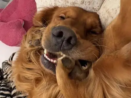 

4pcs 42mm Plastic Racing Wheel 51362 For RC Car TAMIAY M03 M04 M05 MB01 MF01 XM01 SW01 T301 1/14 MJX 14303 14304