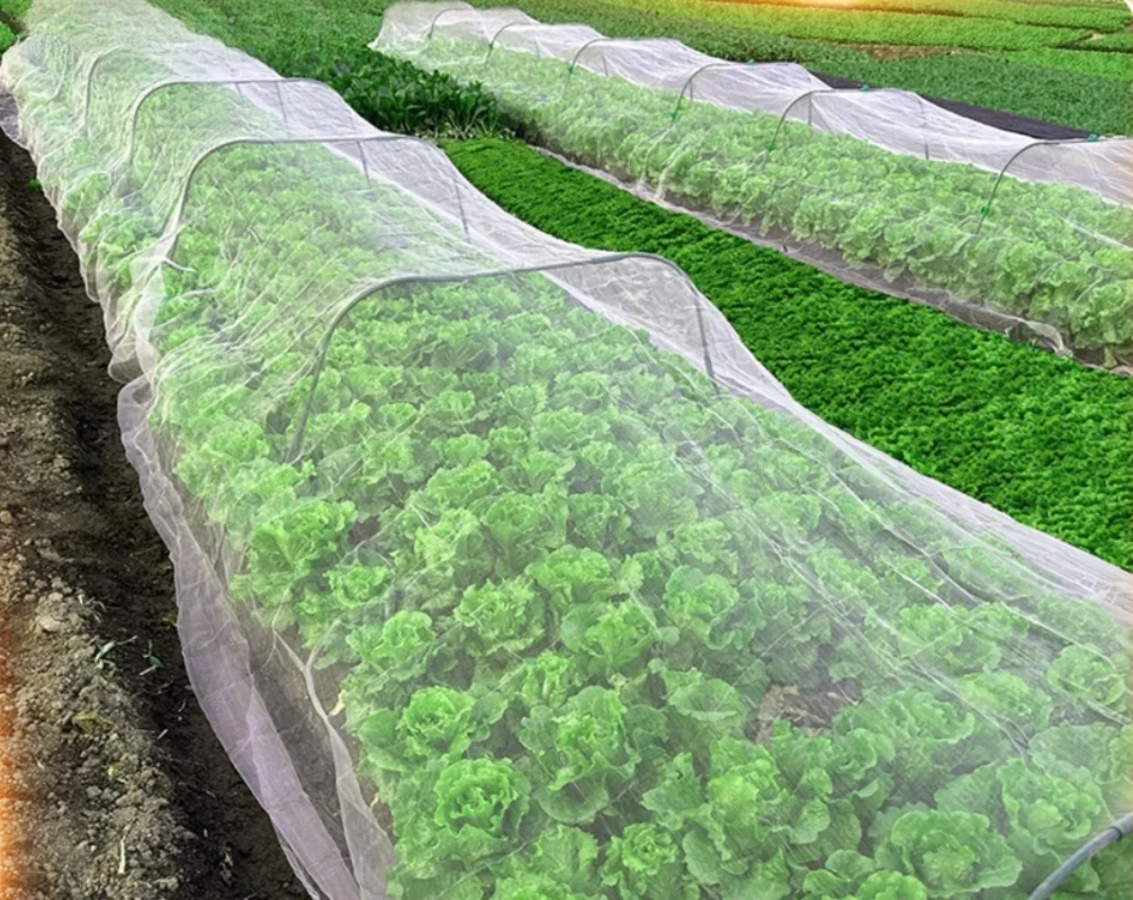 Insect Control Net Thickened Greenhouse Vegetable Plant Protection Net Orchard Agricultural Insect Control Net Fast Delivery