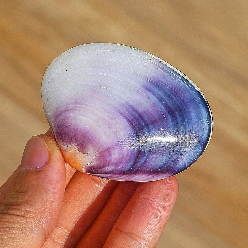 10pcs New Conch 2cm Double Shell Purple Clam  Collection Home Decoration Ornaments Creative Gifts Fish Tank Ornaments