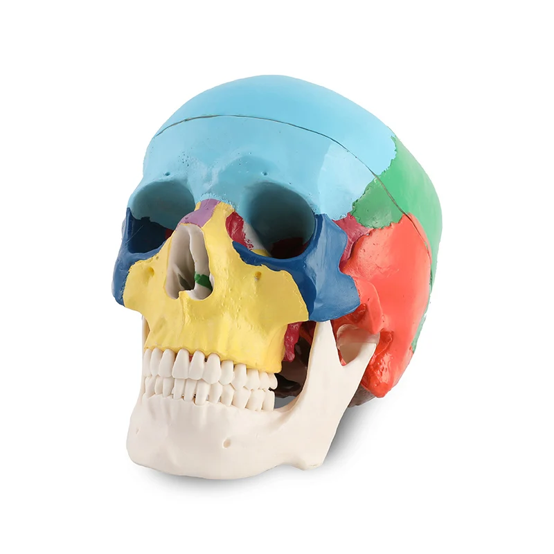 Head mould detachable separation model 1:1