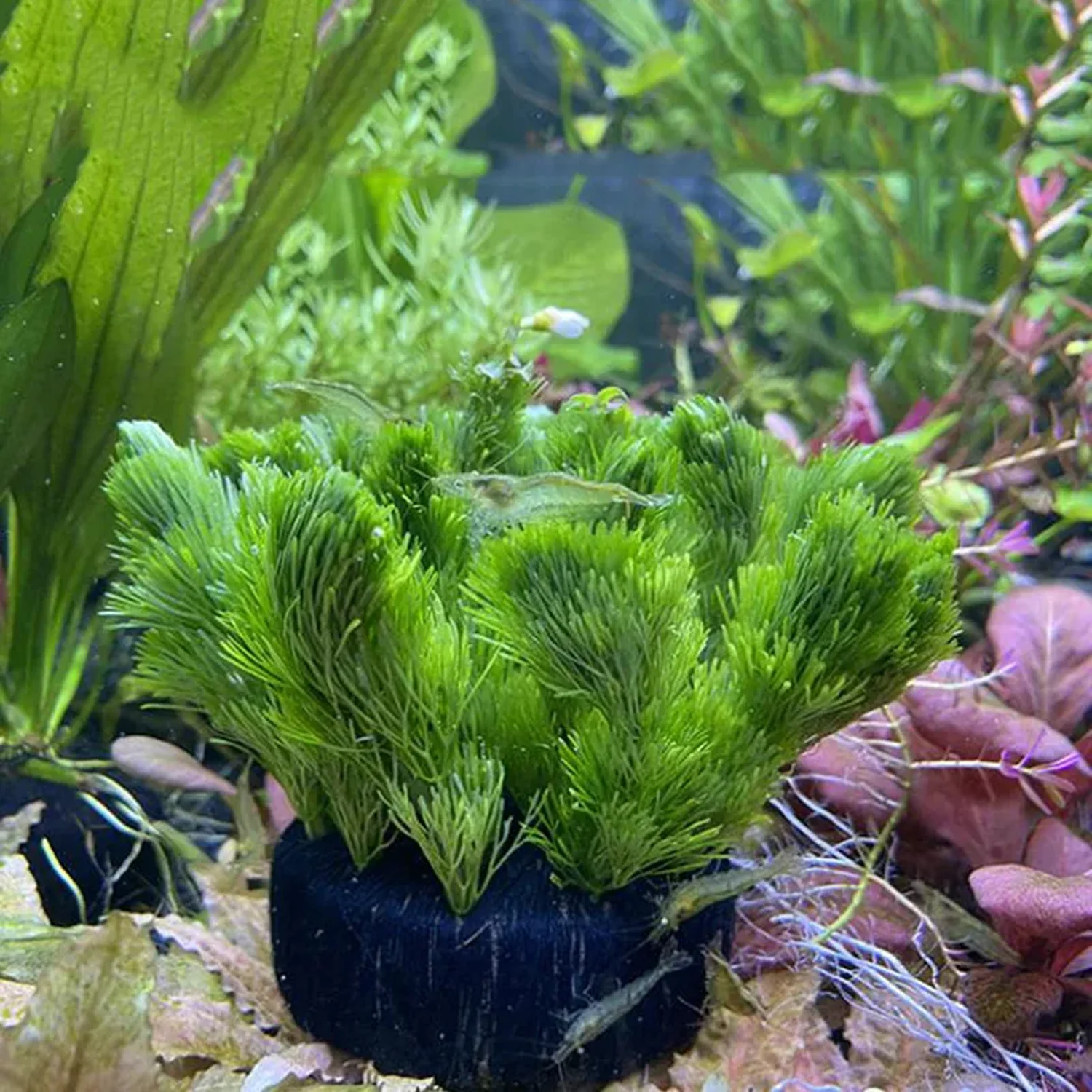 수족관 장식 물 잔디 심기 재배 기질 식물 고정 화분  - Aquasoil Substrate 리뷰 및 가격
