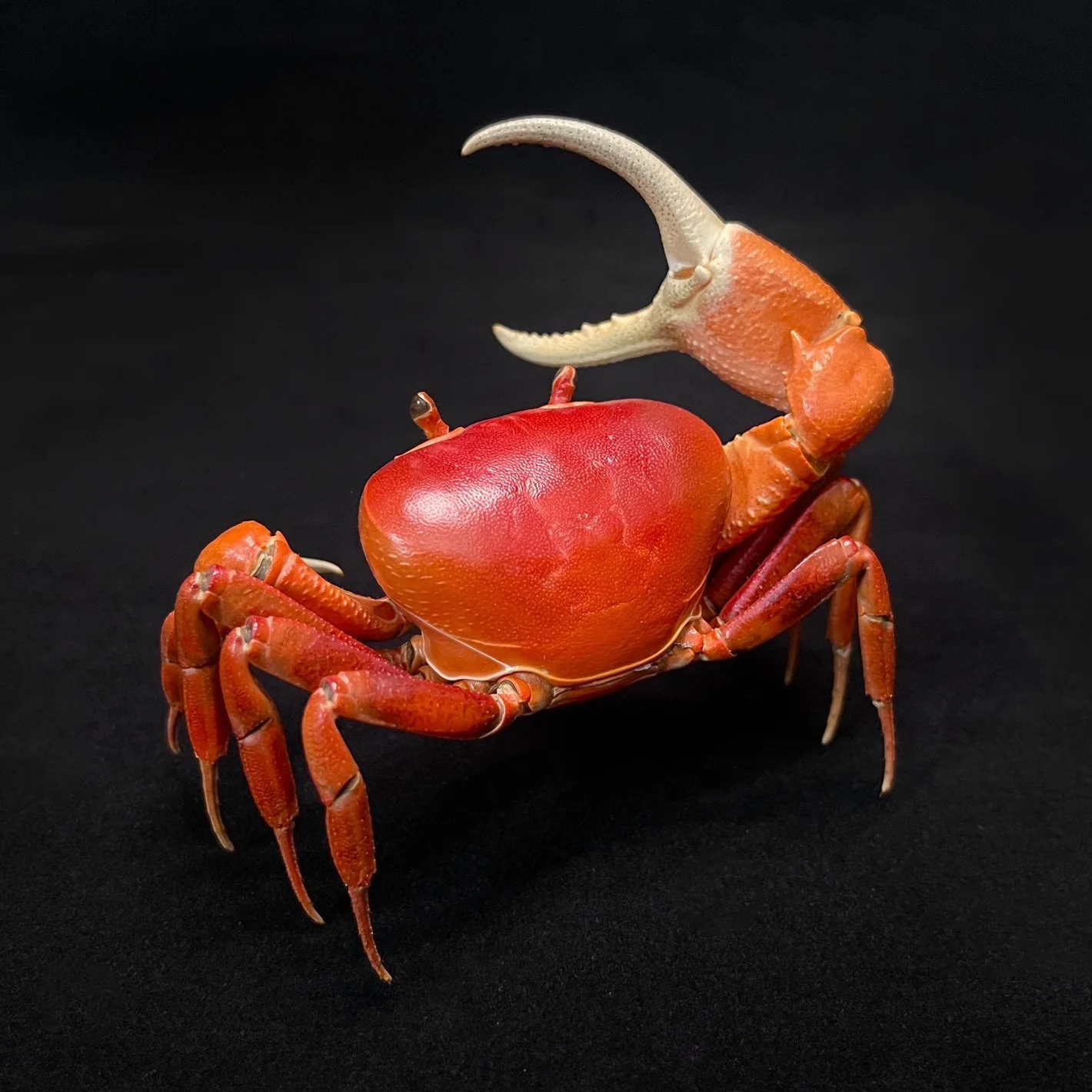 Red Pirate Crab Specimen Authentic Vietorintalia Rubrum Taxidermy Unique Collectors Home Decor Ideal Gift for Nature Lovers