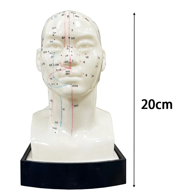 Pontos de acupuntura para cabeça, pé, modo manual, acupuntura, modelo de meridianos com manual do usuário, 48cm/50cm