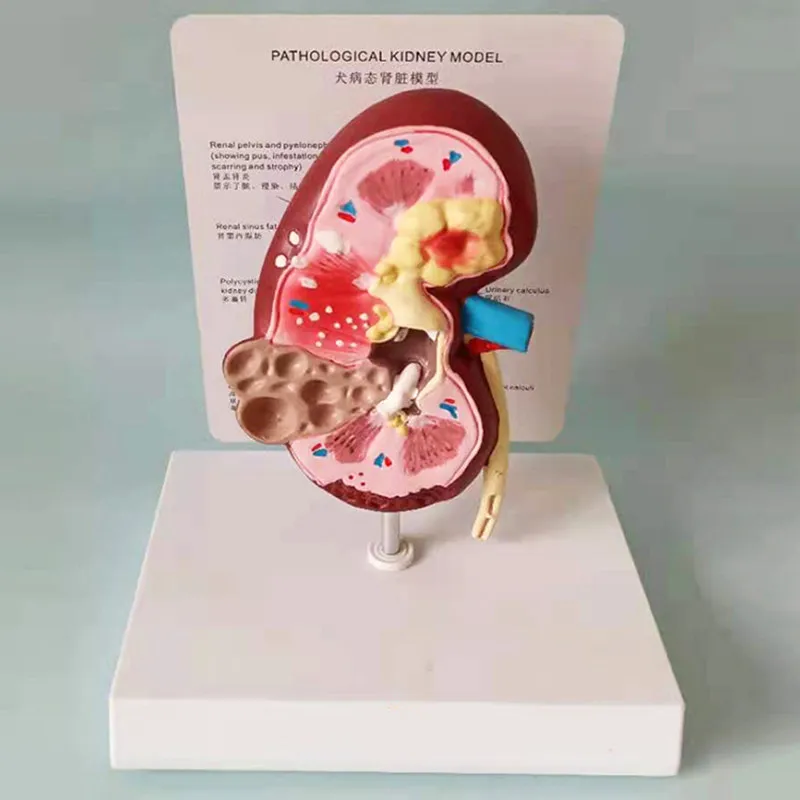 Dog kidney pathological healthy anatomy model canine pet teaching aids