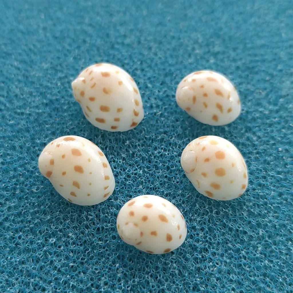 5PCS Shell Conch Polka Dot Snail Pendulum Mini Hermit Crab Replacement Shells Decorative Buttons for Fish Tank DIY Specimen