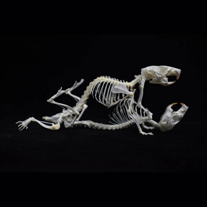 2029 Original Love Mouse Bone Desktop Ornament Gothic Style Bone Specimen Decoration Birthday Creative Gift Customization