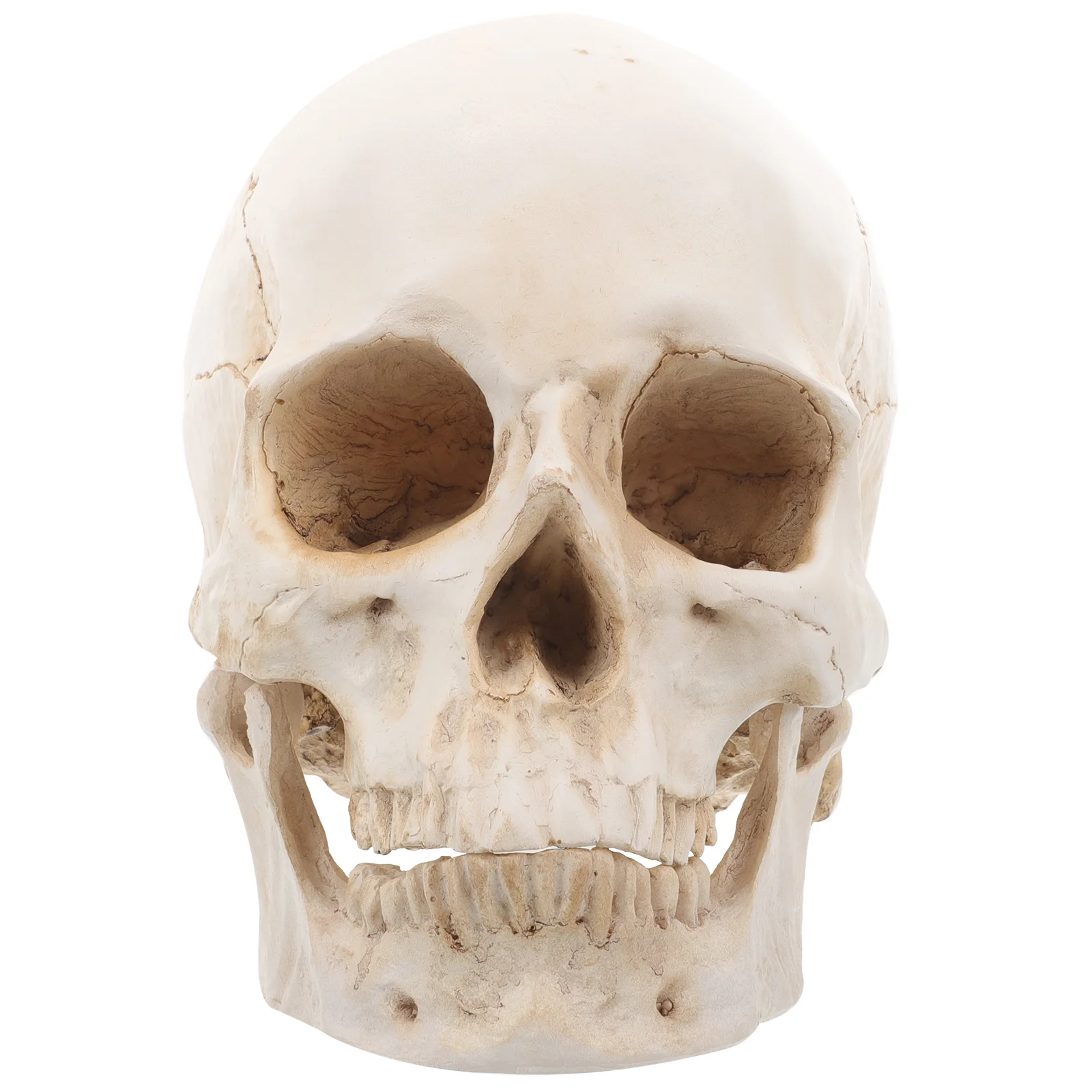 Resin Skull Medical Model Statue for Education Anatomy Teaching Detachable Head