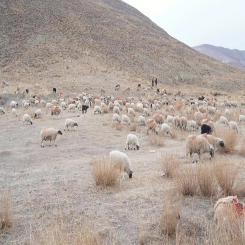 

JX Micro Servo PDI-1143HB Мини-цифровой сервопривод с крутящим моментом 0,55 кг и пластиковыми шестернями 3,7 г для радиоуправляемых вертолетов с неподвижным крылом