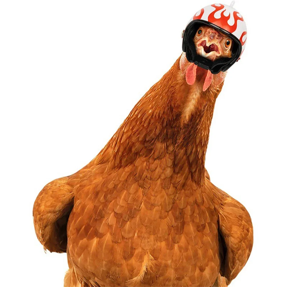 Funny Chicken Helmet Small Bird Duck Quail Hard Hat Headgear Prevent The Chicken From Smash Protect for Hens Head Pet Supplies