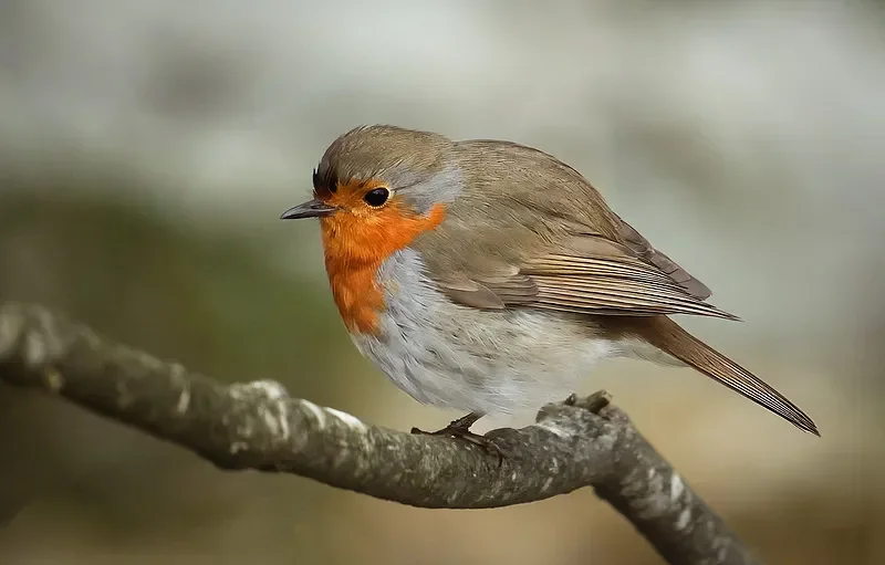 

Flywoo GOKU G45M 32BIT 128K ESC - 2-6S, 45A, 20x20 мм (чип Dual-in-One A32, MOSFET) для FPV Drone