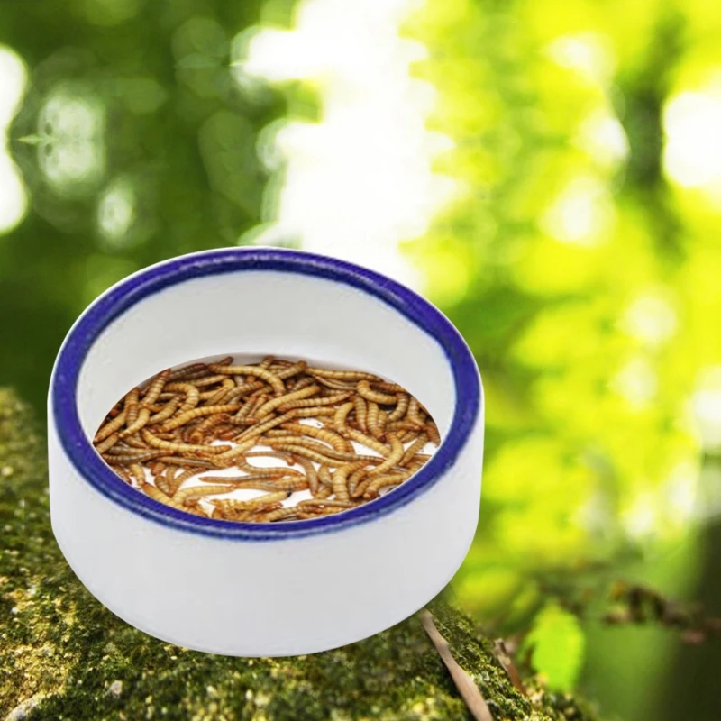 Terrarium Bát Bò Sát Bát Thức Ăn Giun Món Ăn Mini Nhện Gốm Sứ Thực Phẩm Nước Bát Cho Thằn Lằn Anole Râu Rồng