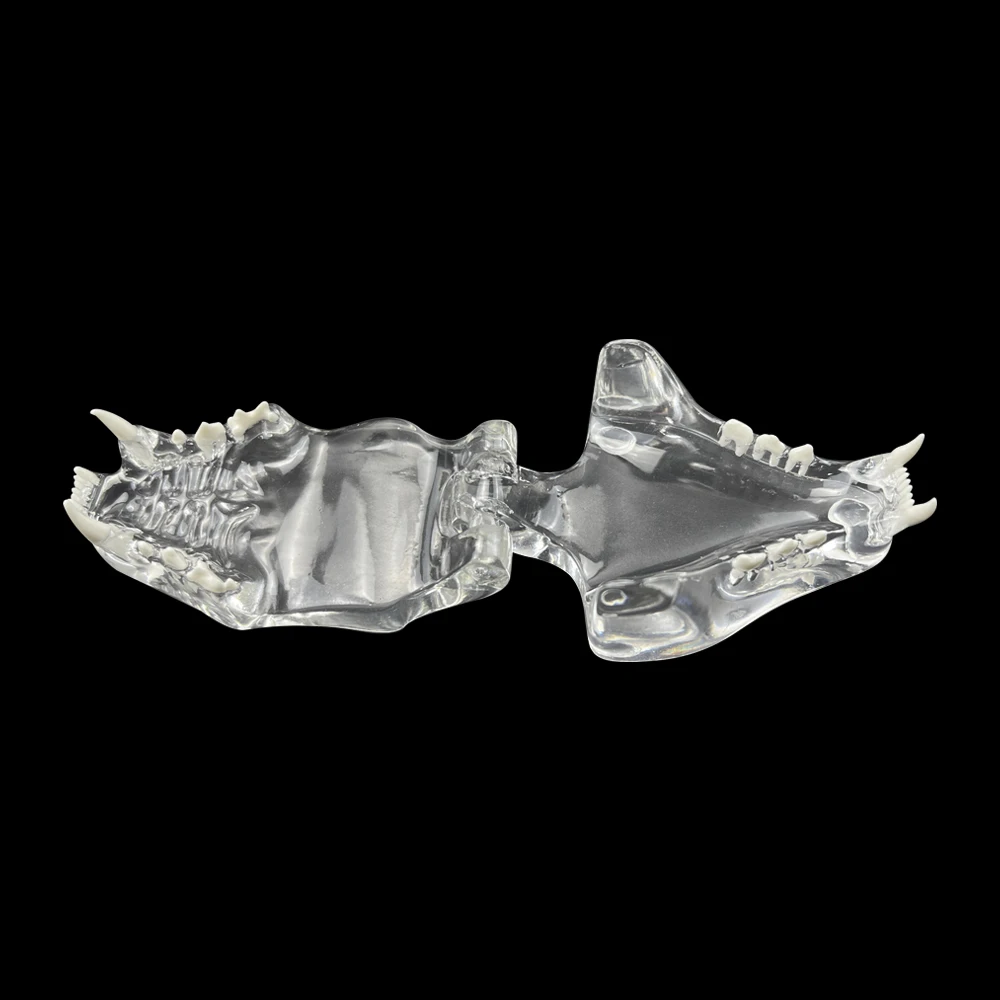 Transparent Cat Teeth Anatomical Model Dental Animals Oral Tooth Jaw Typodont For Veterinary Office Educational Decoration Tool