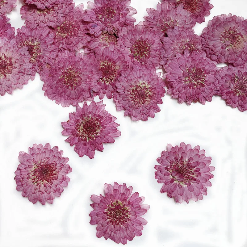 30pcs Pressed Dried 2-3cm Purple Daisy Flower Plant Herbarium For Jewelry Bookmark Postcard Phone Case Photo Frame Making