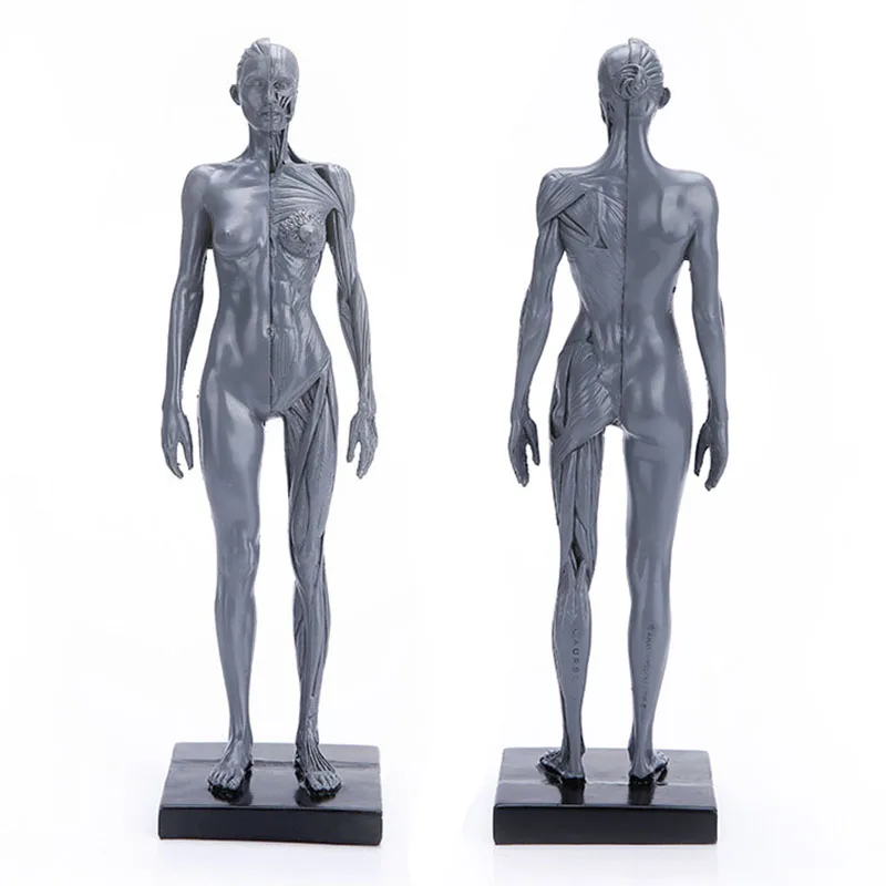 30CM Resin Female Human Anatomical Muscle Skeleton Model of Art Anatomy Figurine(Grey)