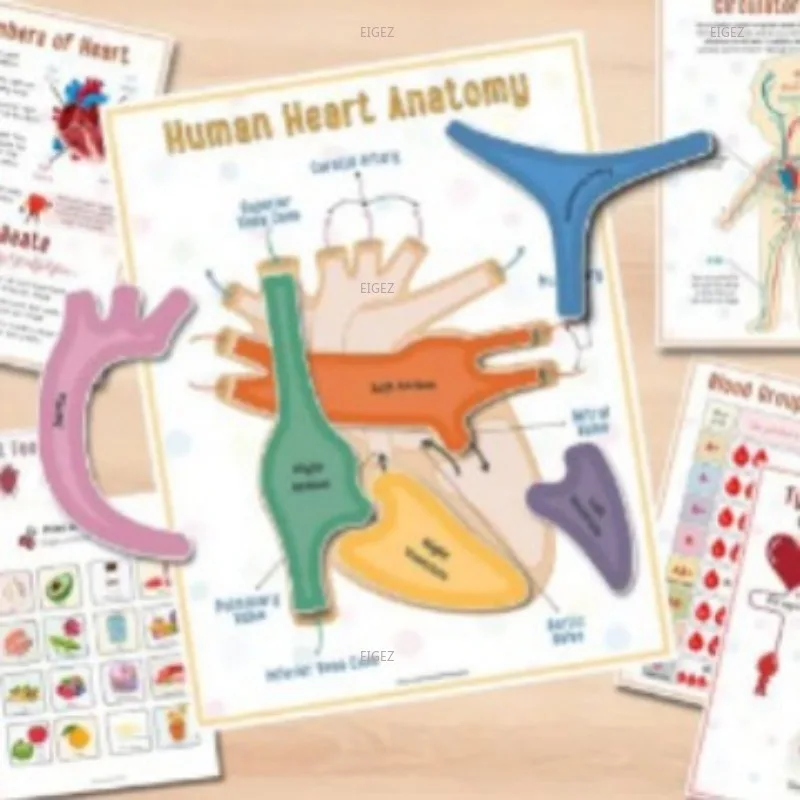 Human Anatomy Busy Book 2