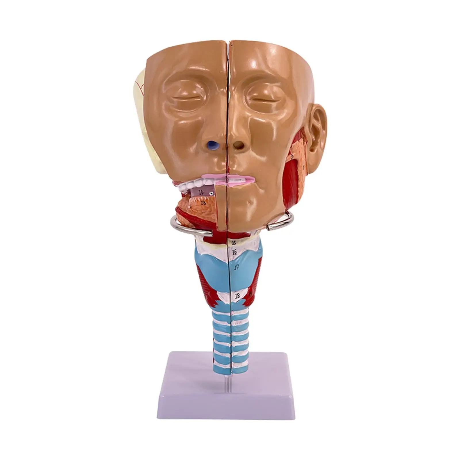 Neusholte Keel Anatomie Model Stevig Menselijk Anatomisch Farynx Larynx Model