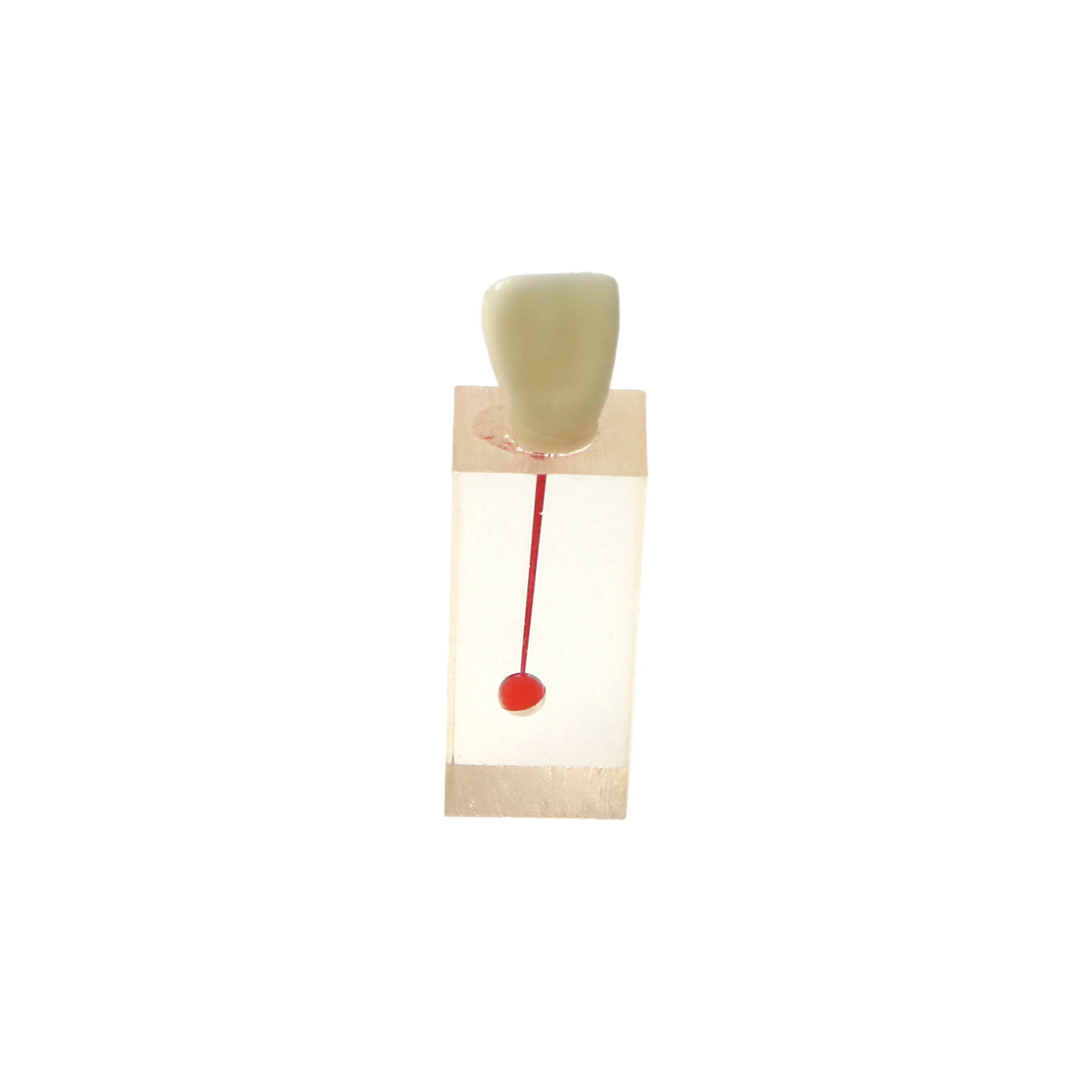 Dental Endo Practice Model Transparent Root Canal Block With Opened Crown Colored Pulp RCT Training Demo