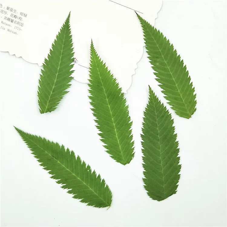 Snow willow leaf dry flower leaf bookmark real tree leaf real flower leaf sticker plant specimen face decoration petal makeup