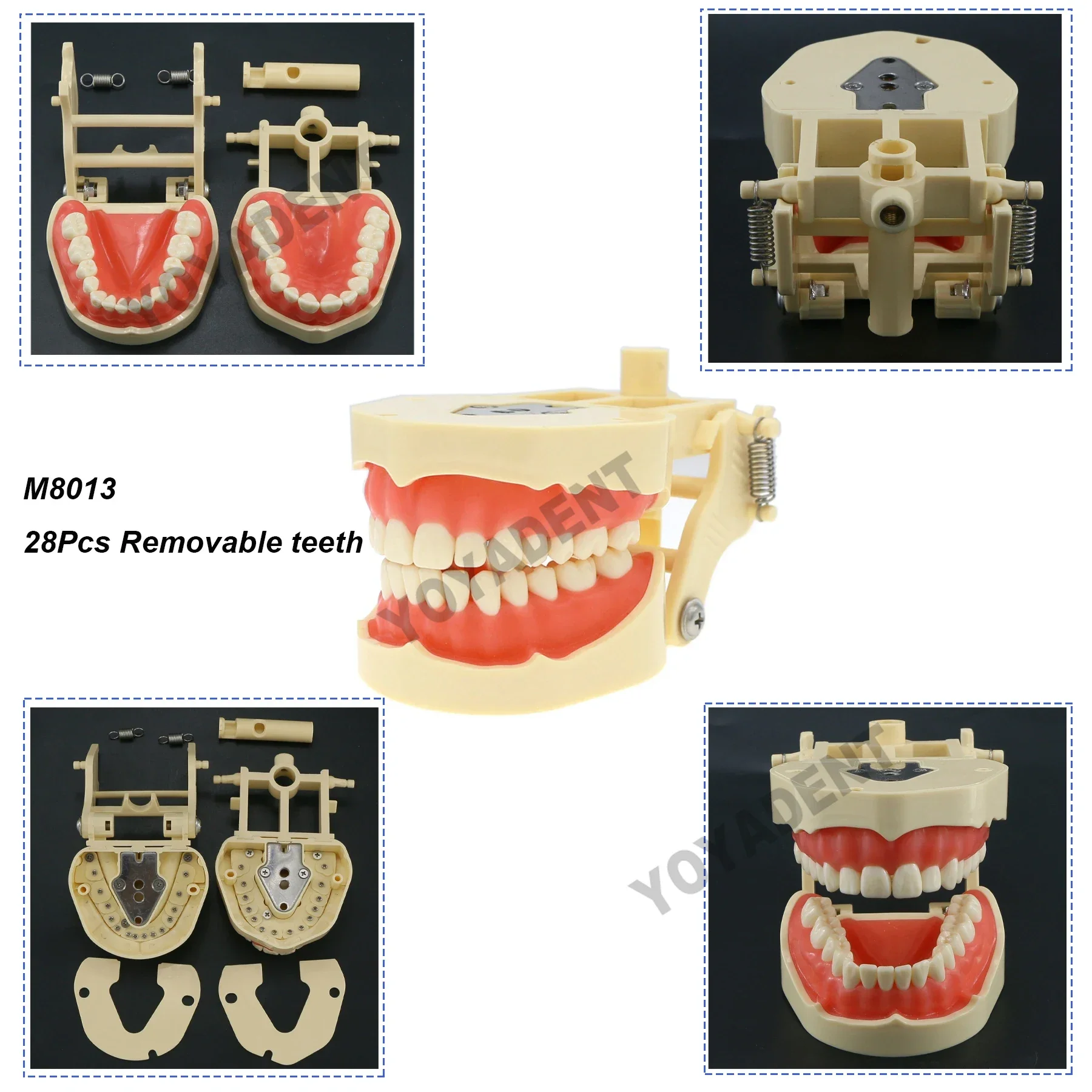 Kilgore NISSIN 200/500 타입 치아 교육용 모델, 치아 모델, 탈착식 송진, 치아 모델, 28 개 및 32 개 