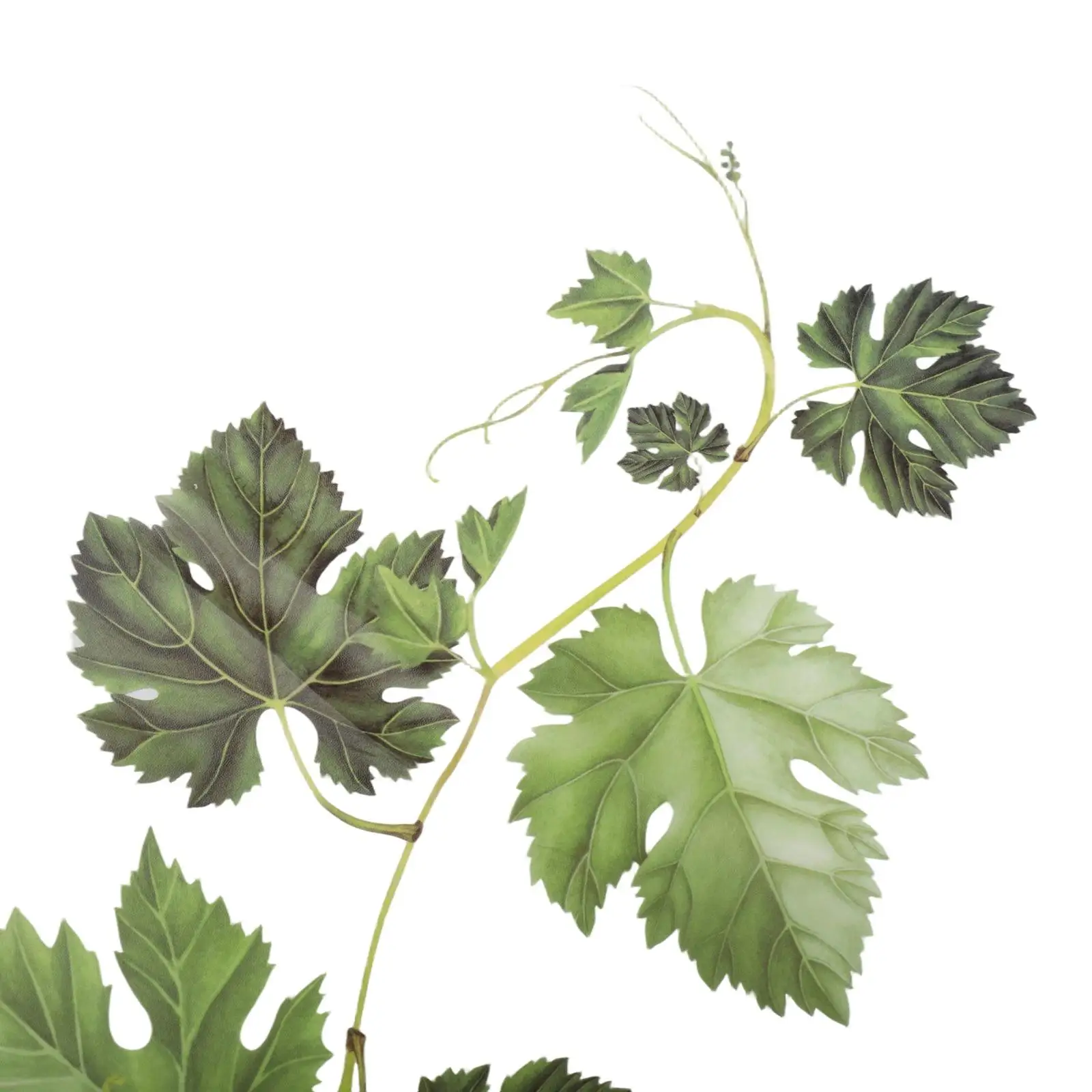 Furniture Wall Sticker Green Leaf Ornament PVC Room Vine Corner Decoration Elements Parts Supply Useful Brand New