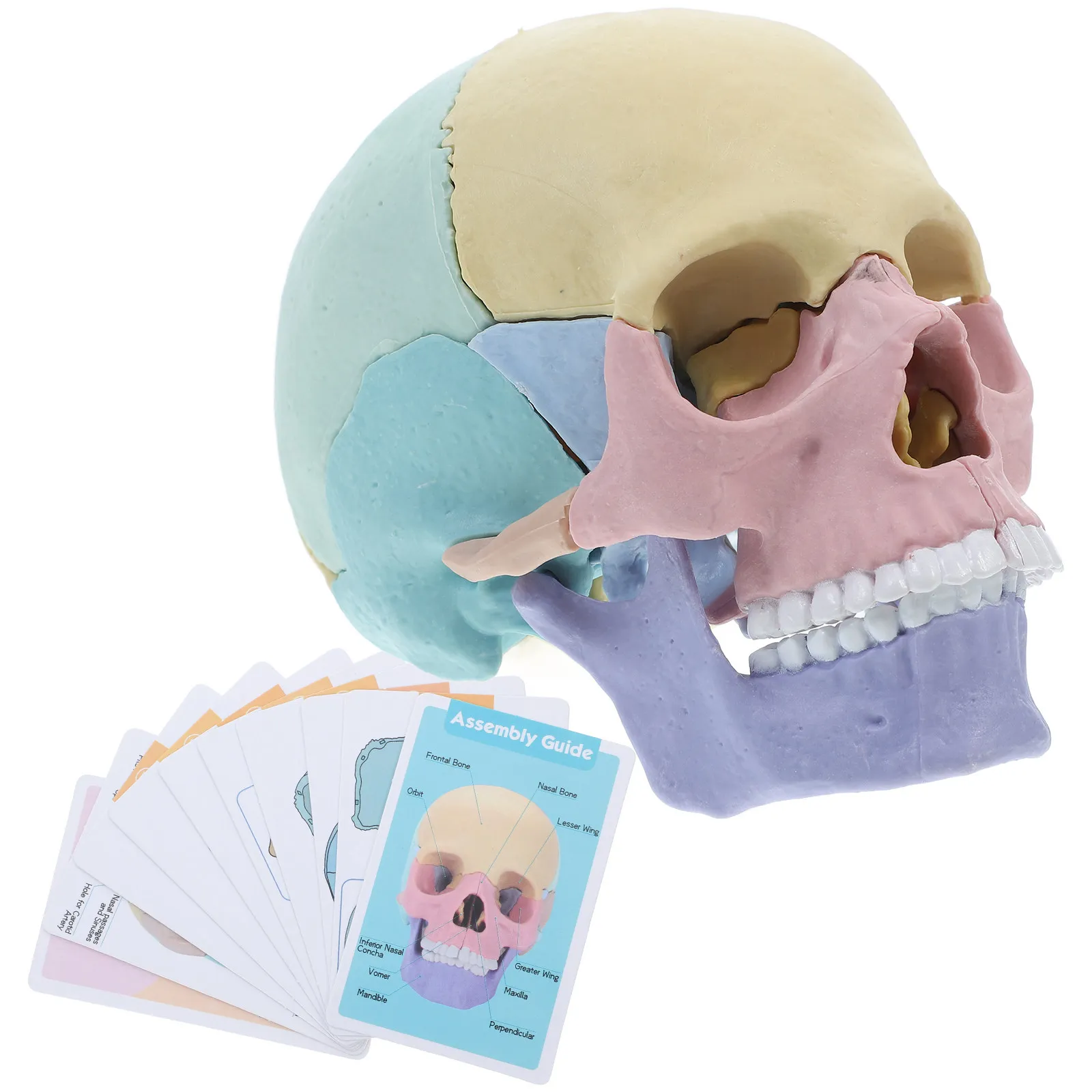 cranio-humano-colorido-desmontavel-para-ensino-de-ciencias-estudo-da-estrutura-do-cerebro-e-ossos-educacional