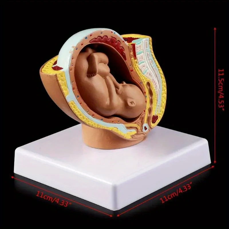 Medical Props Model 9th Month Baby Fetus Foetus Pregnancy Human Pregnancy Fetal Development Medical Model