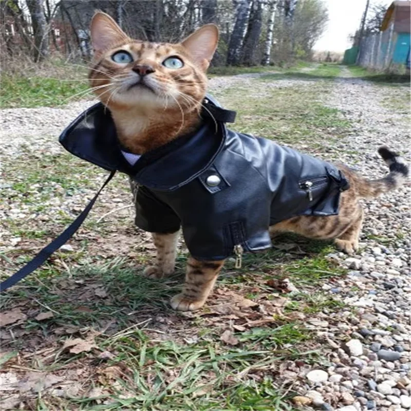Thumbnail 4 - #1 New Waterproof Puppy Jackets Arrivals
