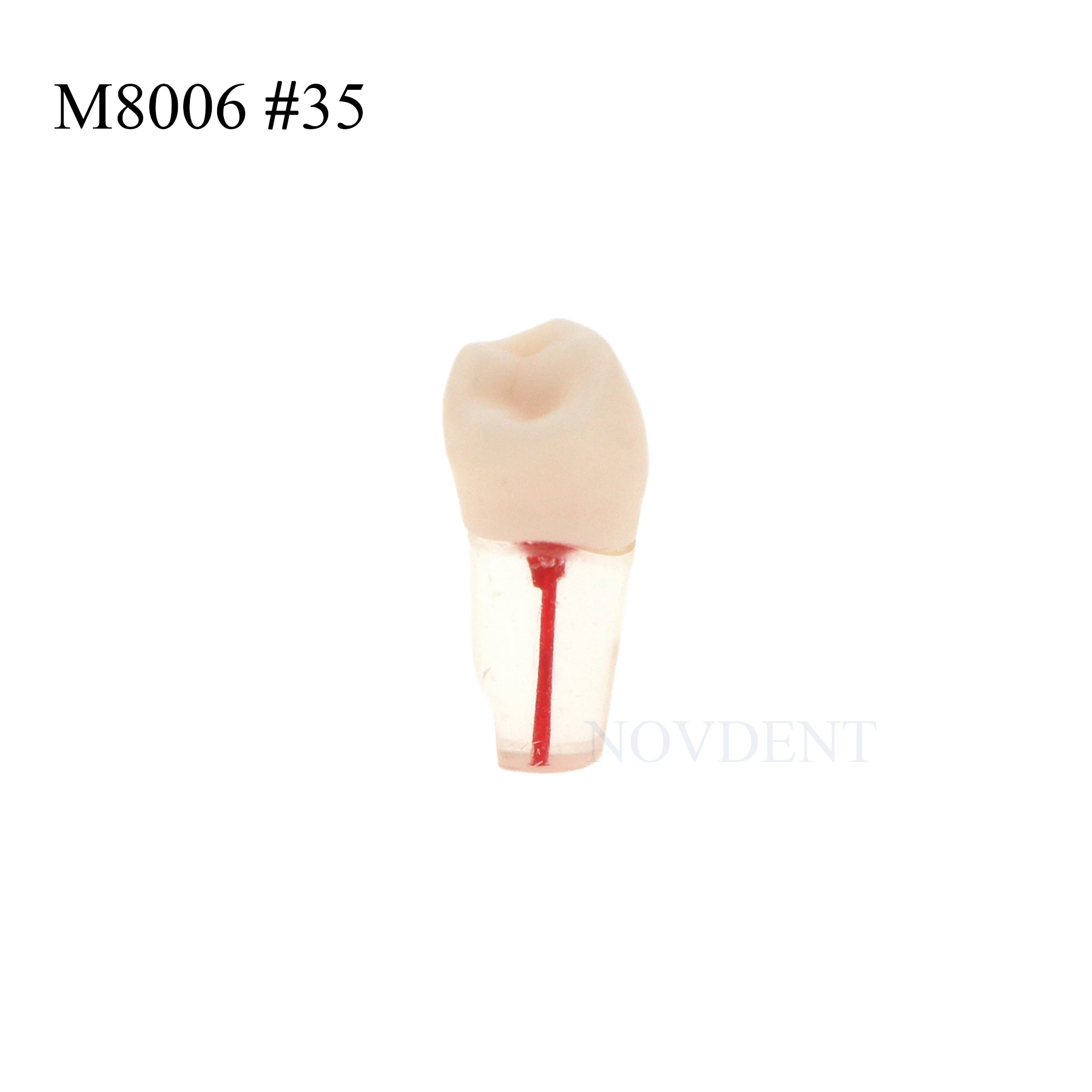 Dental Endo Root Canal Teeth Models M8006 #35 Study RCT Practice Typodont Model