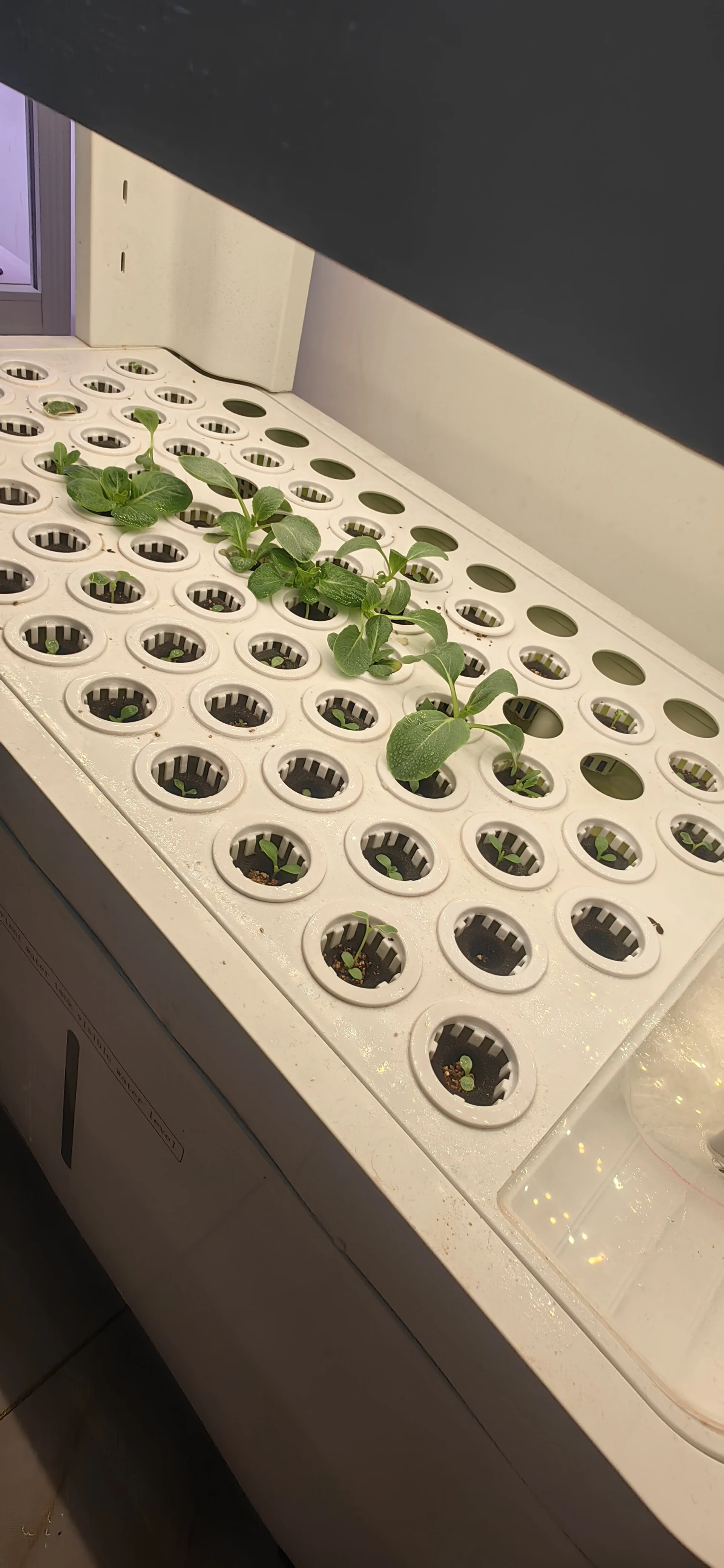 Indoor Intelligent Soilless Cu - Hydroponic System ulasan dan harga