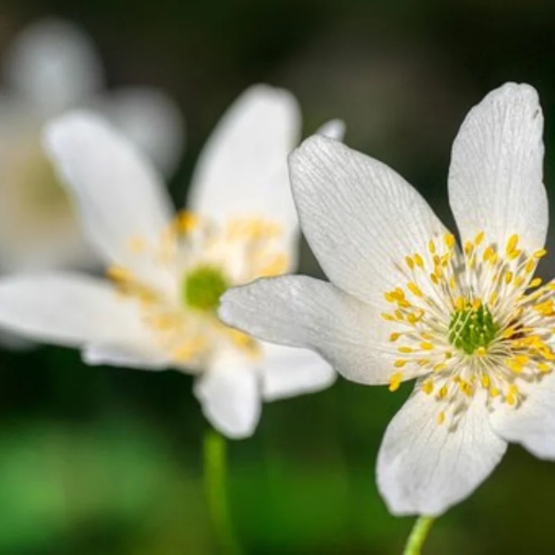 

4 шт., 5-спицевая шина 100x42 мм, шина 17 мм, шестигранное колесо для Arrma 1/7, без ограничений, Felony, детали для обновления радиоуправляемого автомобиля