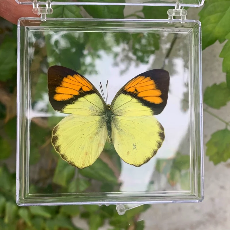 Natural Real Butterfly Specimens Rare And Exquisite Specimens For Home Decoration Display Collection In Teaching Special Gifts image 3
